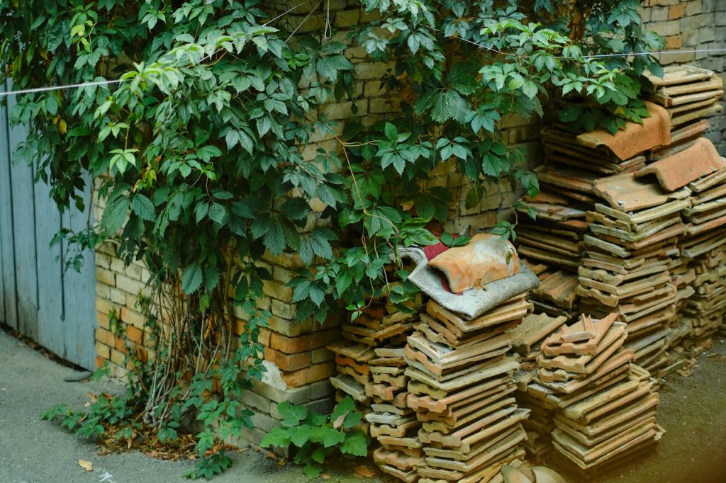 Mur de brique ancienne couvert de vigne vierge, tuiles de terre cuite empilées le long du mur